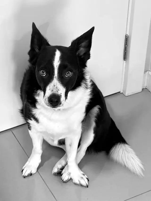 Foto da Pinta, cachorra preta e branca, sentada